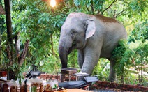 Đồng Nai chi gần 2 tỉ đồng hỗ trợ 168 hộ dân bị thiệt hại do voi rừng