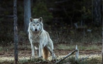 Na Uy thừa nhận sói bản địa đã tuyệt chủng do con người