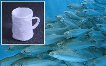 Chế tạo cốc nhựa thân thiện với môi trường từ tinh trùng cá hồi