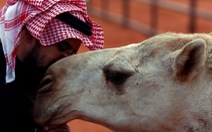 40 con lạc đà bị loại khỏi cuộc thi nhan sắc vì chỉnh sửa sắc đẹp