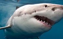 Hơn 70% quần thể cá mập và cá đuối đã bị 'xóa sổ' trong 50 năm qua