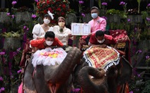 52 cặp đôi Thái làm đám cưới trên lưng voi vào ngày Lễ tình nhân