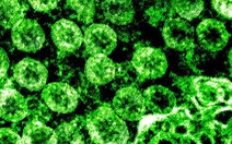 Phát hiện khí ozone có thể khử khuẩn bề mặt có virus corona