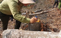 Lâm Đồng muốn thu hồi dự án không lập thủ tục thuê rừng
