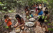 Cuộc chiến phủ lại rừng xanh - Kỳ 5: Những hạt giống 'nhiệm mầu' ở Brazil