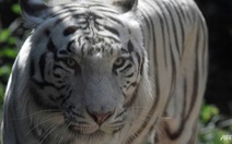 Hổ Bengal sổng chuồng 'làm loạn', Indonesia phải bắn hạ 1 con