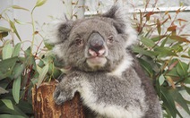 Con Koala ở vườn thú Nhật Bản lập kỷ lục Guinness thọ nhất thế giới