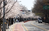 Người Hàn phải rút thăm để 'trúng thưởng' ngắm hoa anh đào