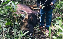 Bò tót đực nặng 700kg chết trong khu bảo tồn, xương và đầu giữ làm tiêu bản