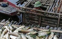 Thanh Hóa: Cá trên sông Mã chết hàng loạt không phải do dịch bệnh