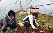 Hàn Quốc gia hạn lưu trú 1 năm cho lao động nước ngoài, bao gồm Việt Nam