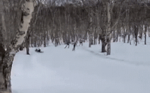 VĐV trượt tuyết Nga thiệt mạng vì 'đụng trúng cây trên đường đua'