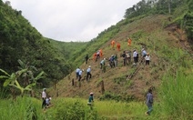 Trồng quế bản địa gây rừng ở Quảng Nam