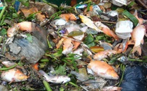 Hai cơn mưa trái mùa làm chết 14 tấn cá trên kênh Nhiêu Lộc - Thị Nghè