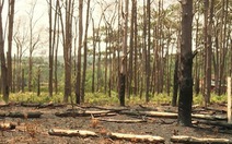 Khởi tố nguyên phó chủ tịch huyện vì để mất rừng