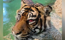 Ca phẫu thuật hy hữu để cứu... mắt cho chú hổ Sumatra