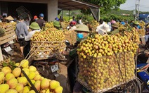 Bắc Giang thành lập 2 tổ hỗ trợ xuất khẩu vải thiều tại cửa khẩu