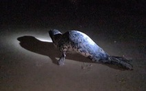 Hải cẩu xuất hiện ở bãi biển Quảng Nam được ngư dân bắt thả lại biển