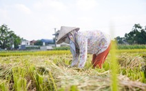 Tháng năm mùa gặt về, nông dân ‘đội nắng’ ra đồng thu hoạch lúa