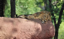 8 con sư tử tại vườn thú Ấn Độ mắc COVID-19?