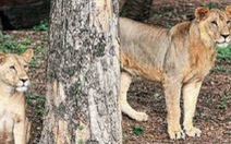 Ấn Độ: 8 con sư tử ở Công viên động vật Nehru mắc COVID-19