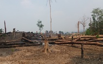 Hai đời trưởng ban làm mất hơn 424 hecta rừng phòng hộ