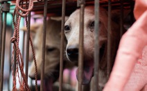 Người Trung Quốc lại tranh cãi về lễ hội thịt chó lớn nhất nước