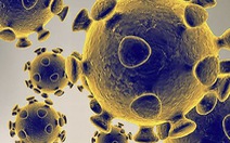 Nghiên cứu mới: Virus corona đã gây đại dịch từ cách đây 20.000 năm