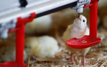 Pháp cấm tiêu hủy gà trống con từ năm 2022