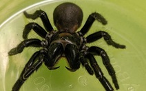 Nghiên cứu dùng nọc độc nhện cứu người nhồi máu cơ tim