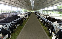 Hàng trăm tấn sữa bò, nhãn của bà con Nông trường Sông Hậu có nguy cơ phải đổ