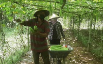 Một nông dân Khmer tặng cả vườn bầu 600 gốc sai trái cho bà con khu vực cách ly