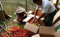 Lâm Đồng tặng 350 tấn rau củ quả cho TP.HCM và các tỉnh