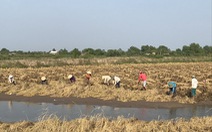 Đề xuất cứu lúa gạo miền Tây bằng 'luồng xanh' đường thủy