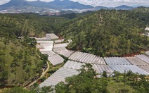 Lâm Đồng tháo dỡ 220ha nhà kính, nhà lưới lấn rừng, hoàn thành trong tháng 9-2021