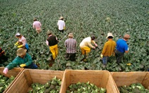 Australia triển khai thị thực lao động nông nghiệp mới vào tháng 9/2021