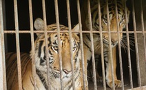 Nghệ An 'nóng ruột' hướng xử lý 9 con hổ thu từ nhà dân, nuôi tốn 20 triệu đồng/ngày