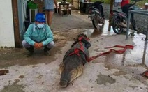 5 người Trung Quốc đối mặt án tù vì làm thịt cá sấu hoang dã