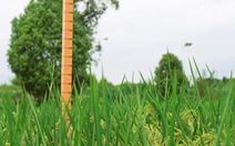 Trung Quốc trồng thành công 'lúa khổng lồ' cao tới 2m