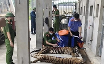 Vì sao 8/17 con hổ công an thu giữ từ nhà dân bị chết?