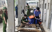 Nghệ An sẽ bàn giao 9 con hổ thu giữ từ nhà dân cho 2 tỉnh