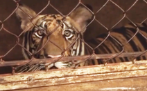 Vụ ‘giải cứu’ 17 con hổ nuôi nhốt: ‘Không thể thả về tự nhiên’