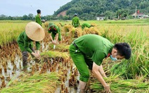 Bộ đội, công an cùng lội ruộng gặt lúa ‘chạy bão’ số 5 giúp dân
