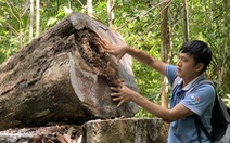 Lâm tặc làm đường, vào rừng phòng hộ đốn cây