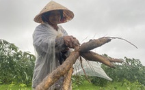 Nông dân Quảng Nam dầm mưa nhổ sắn ‘chạy bão’