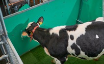 Đức huấn luyện bò 'giải quyết nỗi buồn' đúng chỗ để bảo vệ môi trường