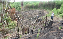 Khởi tố vụ án phá rừng phòng hộ ở Phú Yên mà báo Tuổi Trẻ phản ánh