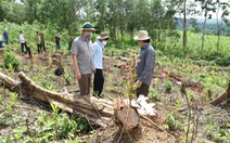 ‘Đốn rừng phòng hộ đầu nguồn để trồng keo’: Điều tra có hay không người đứng sau