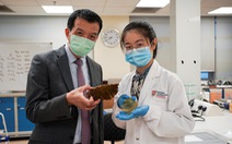 Singapore biến vỏ sầu riêng thành băng keo cá nhân kháng khuẩn