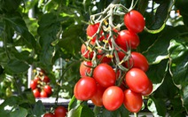 Cà chua chỉnh sửa gien giúp giảm căng thẳng và sợ hãi